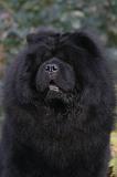 CHOW CHOW 805